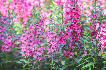 Pink antirrhinum majus flowers field or snap dragon  blooming in garden green leaf stem nature outdoor background