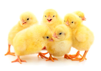 Group of little chickens.