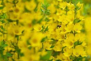 Fototapeta premium Yellow flowers bloom (Punctata Lysimachia) with a flying bee in the garden. Blurred beautiful flowers. Selective focus