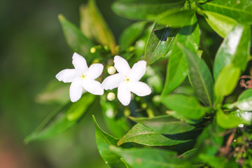 Obraz na płótnie Canvas Two white sampaguita jasmine flowers blooming in garden top view closeup background