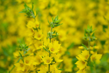 Fototapeta na wymiar Yellow flowers (Punctata Lysimachia) in the garden. Blurred beautiful flowers. Selective focus
