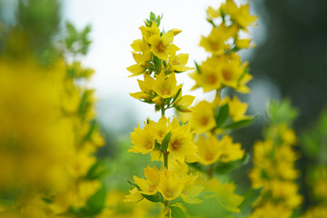 Yellow flowers (Punctata Lysimachia) in the garden. Blurred beautiful flowers. Selective focus
