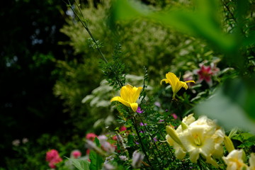 日向に咲く黄色いユリと花々