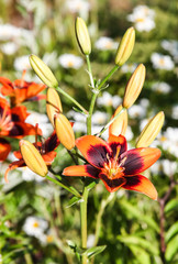 Red flower of the garden Lily at the beginning of flowering.