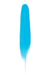 Beautiful blue  feather isolated on white background