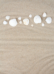 Fototapeta na wymiar beautiful sea shells on sand