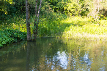Natural view on a rural pond and a green forest. Small lake with swimming ducks