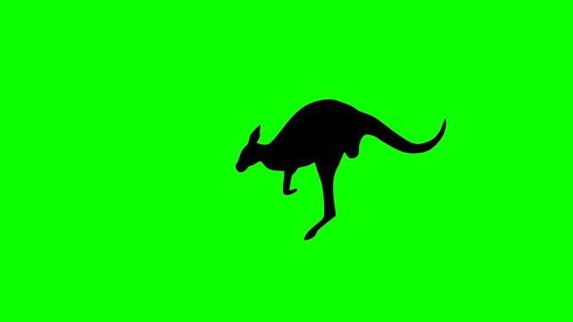 Jumping kangaroo, animation on the green background