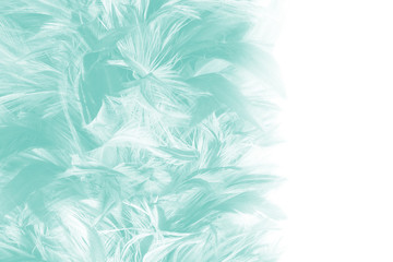 Beautiful feather color green pattern texture background with isolated copy space