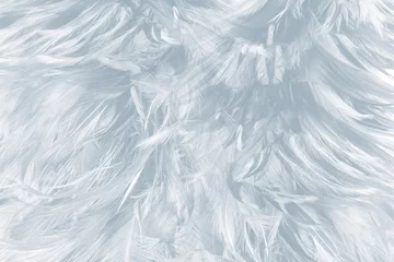 Photo sur Plexiglas Salle Belles couleurs bleu bébé blanc ton motif de plumes texture cool fond pour papier peint design décoratif et autres