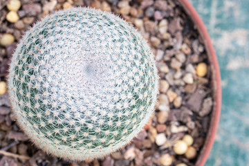 Close up of shaped cactus with long thorns