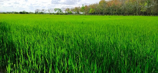 Fototapeta premium rice field in thailand
