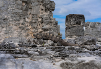 iguane dans les ruine
