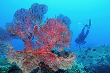 Majestic beautiful sea fan (gorgonia) coral and scuba diver on the background