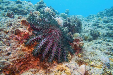 Crown of thorns starfish - Acanthaster planci - the world largest starfish , predator of hard corals