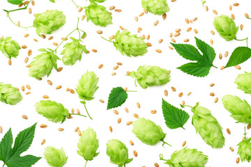 Hop cones isolated on white background. Beer brewing ingredients. Beer brewery concept. Beer background. Top view