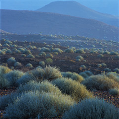 a landscape of savannah in namibia