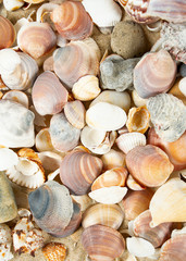 beautiful sea shells on sand