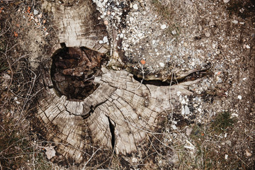 A very old big rotten stump with cracks and a hole in the middle.