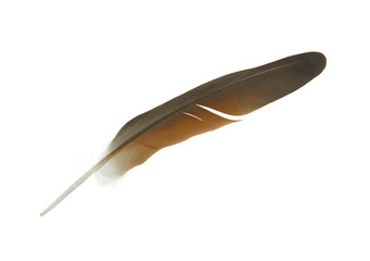 Beautiful  eagle feather isolated on white background