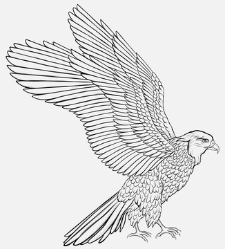 Black and white falcon spread its wings, preparing to take off. Linear vector illustration of a hawk. Image of a bird of prey.