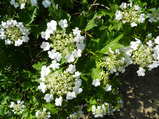 Viburnum opulus, Guelder rose. Beautiful white flowers of blooming Viburnum shrub on dark green background. Selective focus, closeup. Nature concept for green design.