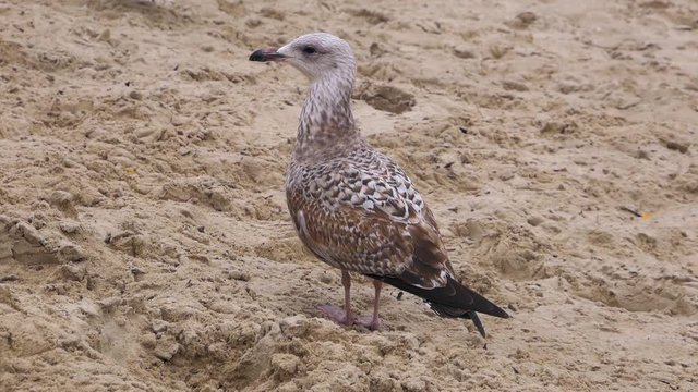 Single Seagull stands on a sandy beach of Baltic Sea; slow motion medium shot.