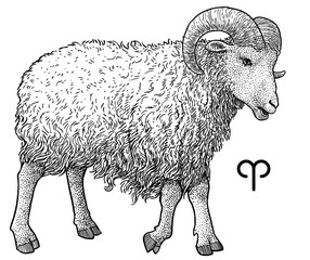 Aries zodiac symbol illustration, drawing, engraving, ink, line art, vector