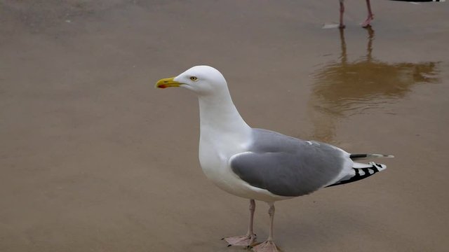 Single Seagull walks on a sandy beach of Baltic Sea; slow motion medium shot.