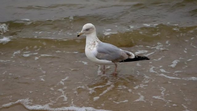 Single Seagull walks on a sandy beach of Baltic Sea; slow motion medium shot.