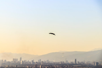 Fototapeta na wymiar Bird flying over Tehran city.