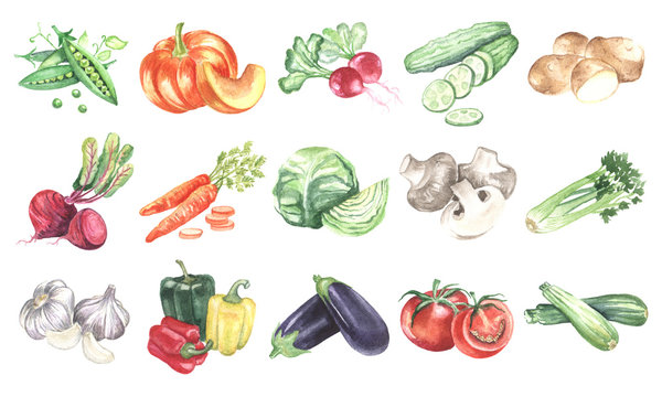 Watercolor set of vegetables. Hand drawn Illustrations isolated on white background.