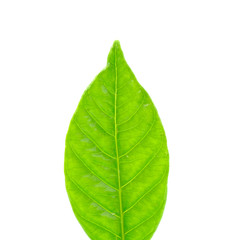 green leaf isolated on white background