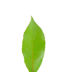 green leaf isolated on white background