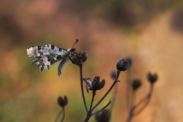 forest scallop butterfly; Zerynthia cerisyi