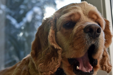 Fototapeta premium portrait of a Cocker Spaniel dog on a bright Sunny background