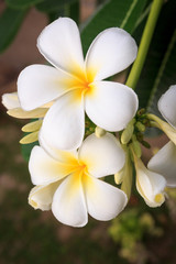 Fototapeta na wymiar Close up of white plumeria flowers