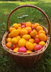 Cherry tomatoes close-up in a basket standing on the grass