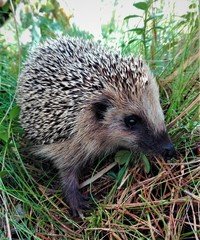 hedgehog close up in the forest looks at the camera