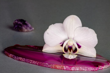 White Phalaenopsis orchid flower on pink agate stone slice. Closeup, grey background, small amethyst crystal in back.