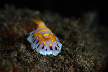 Golden-Zebra Nudibranch (Goniobranchus sp.) Underwater macro photography from Tulamben, Bali,  Indonesia