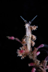 Nudibranch Kabeiro rubroreticulata. Underwater macro photography from Tulamben, Bali,  Indonesia
