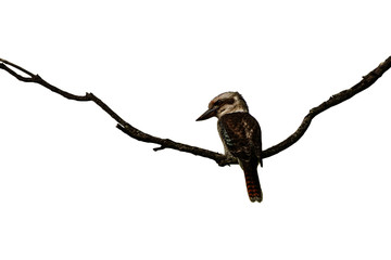 Laughing Kookaburra also known as Dacelo novaeguineae.