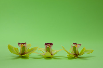 Three yellow orchid flowers in green light and with green background copy space above.