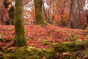 苔むした地面の上の落葉　秋・紅葉イメージ