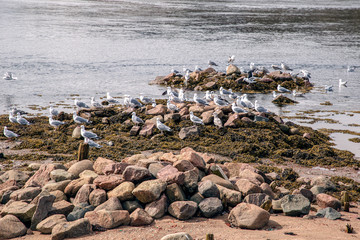Fototapeta premium Harbor of gulls in Teriberka. Barents Sea. The Kola Peninsula is the north of Russia.