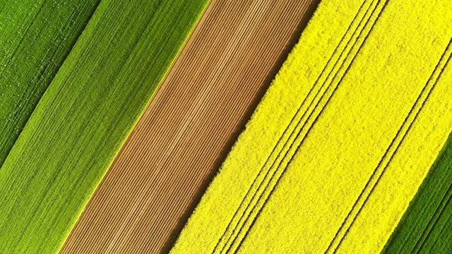 Rzepak pole pola wiosna ż&oacute;łty zielony rolnictwo