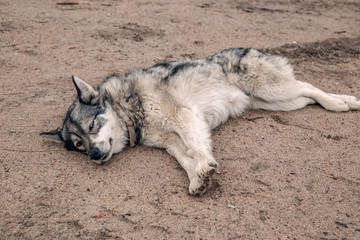 Husky is relaxing on the beach Teriberka 