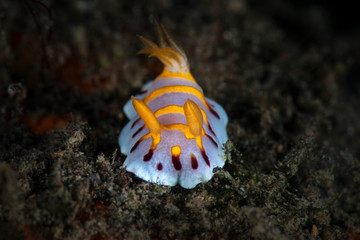 Golden-Zebra Nudibranch (Goniobranchus sp.) Underwater macro photography from Tulamben, Bali,  Indonesia