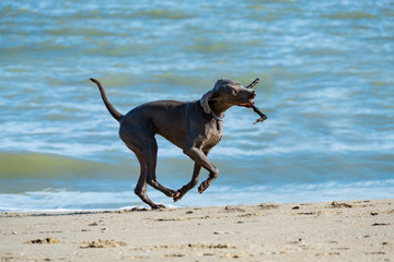 Weimaraner dog on the sea beach in summer day